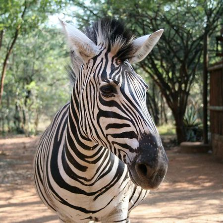 Kiburi Lodge @ Kruger, A Secluded Bushveld Getaway Marloth Park Extérieur photo