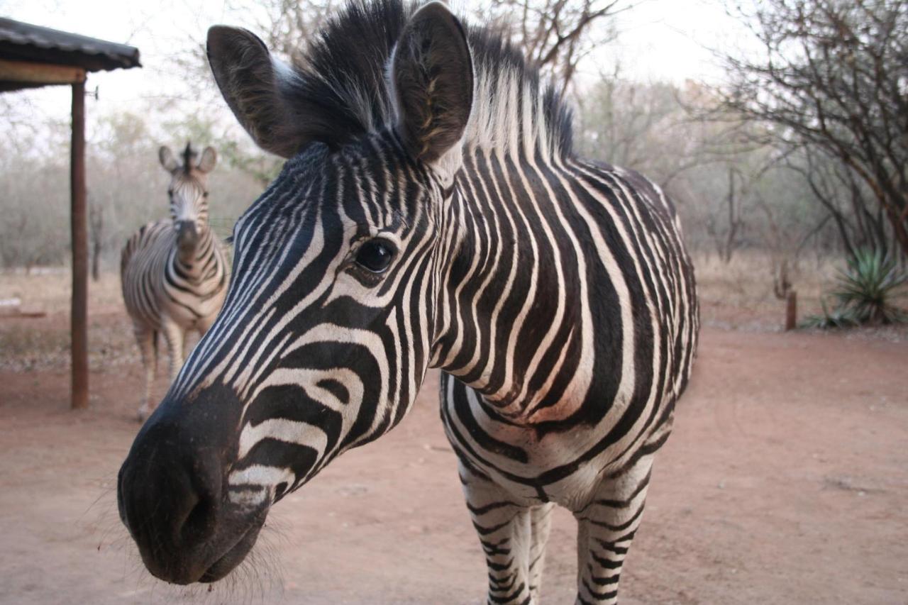 Kiburi Lodge @ Kruger, A Secluded Bushveld Getaway Marloth Park Extérieur photo