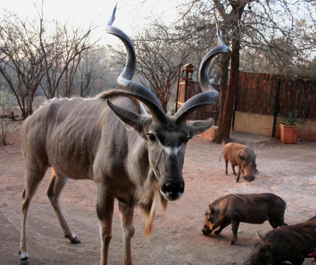 Kiburi Lodge @ Kruger, A Secluded Bushveld Getaway Marloth Park Extérieur photo