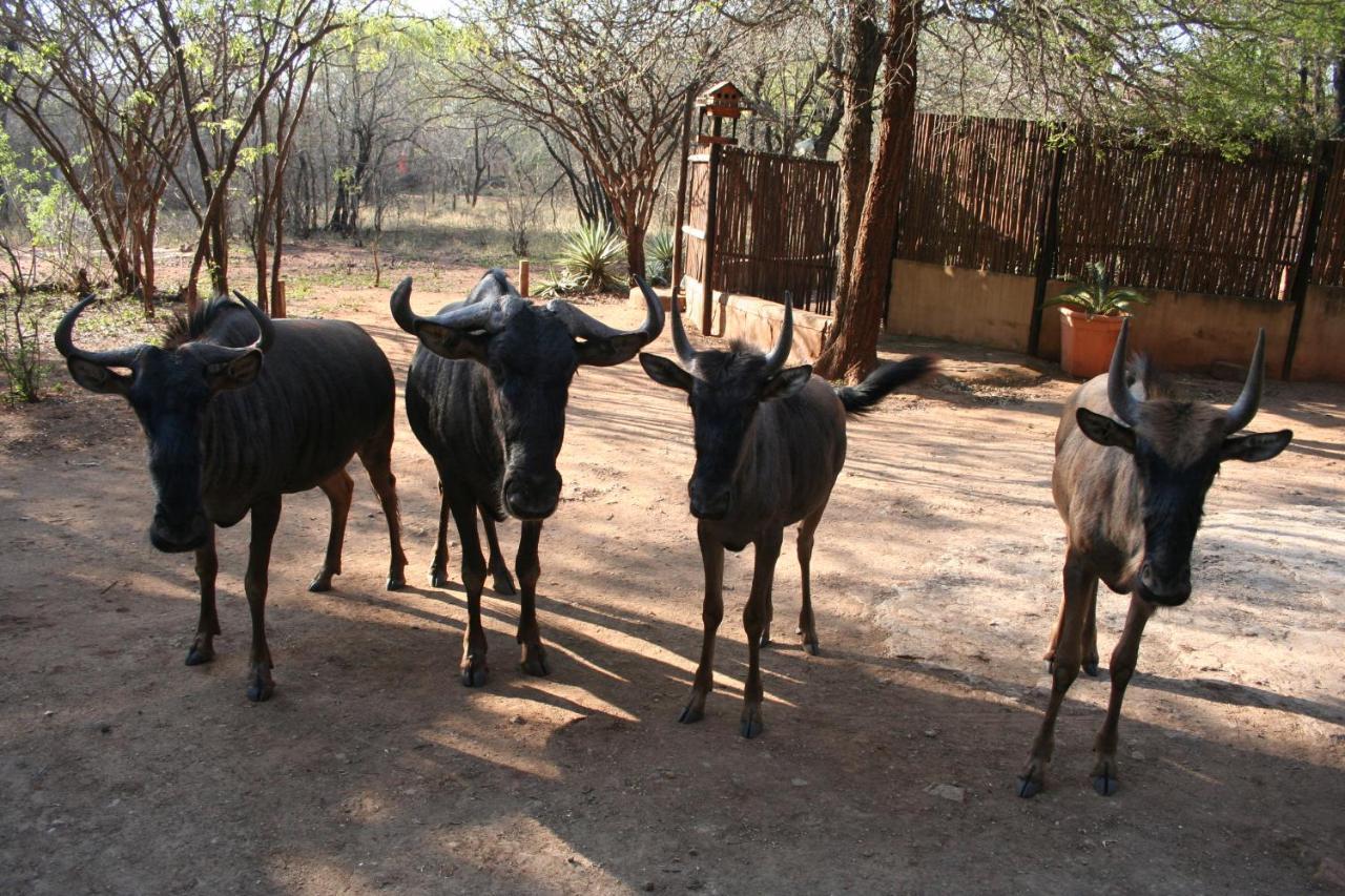 Kiburi Lodge @ Kruger, A Secluded Bushveld Getaway Marloth Park Extérieur photo