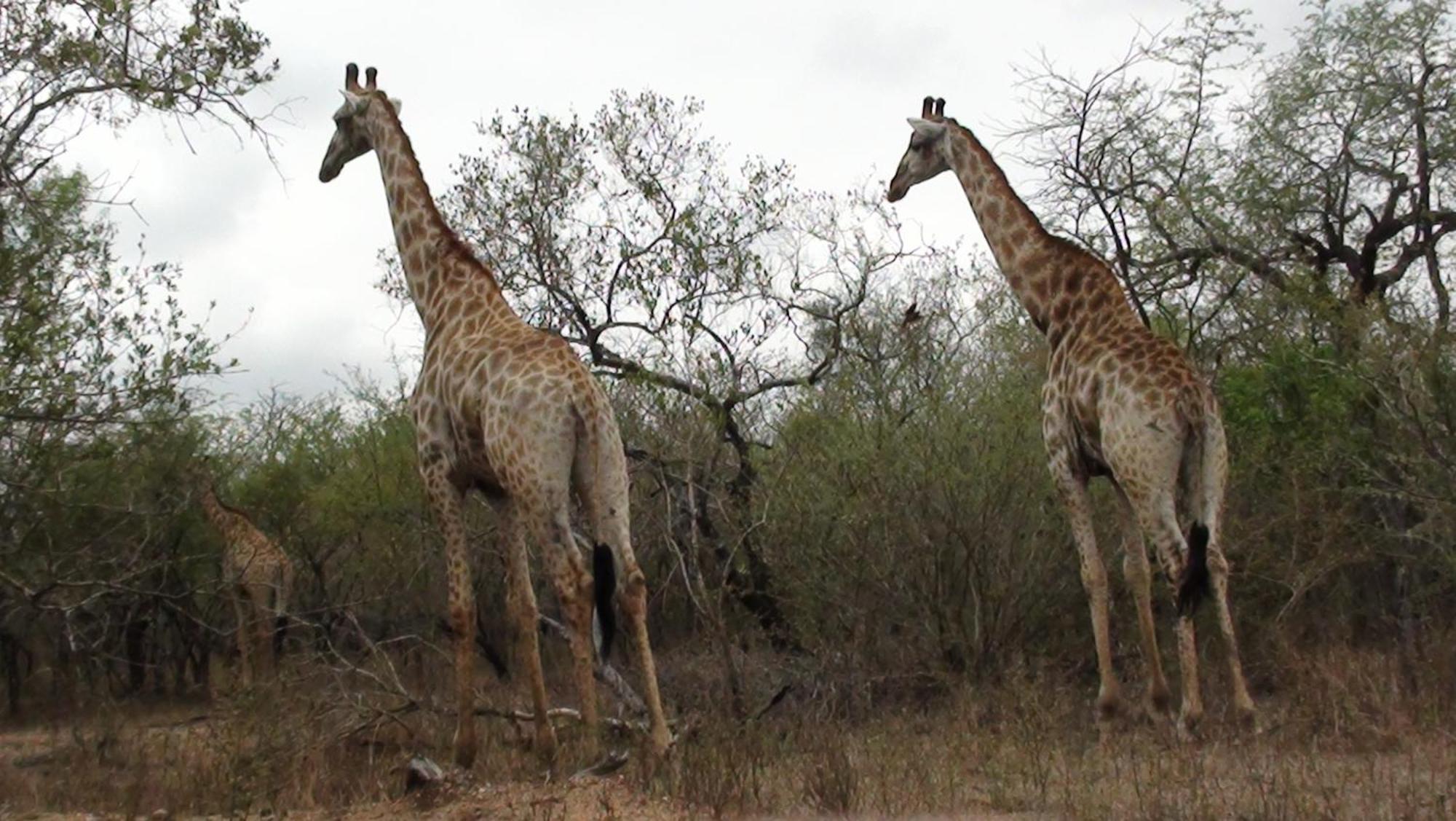 Kiburi Lodge @ Kruger, A Secluded Bushveld Getaway Marloth Park Extérieur photo