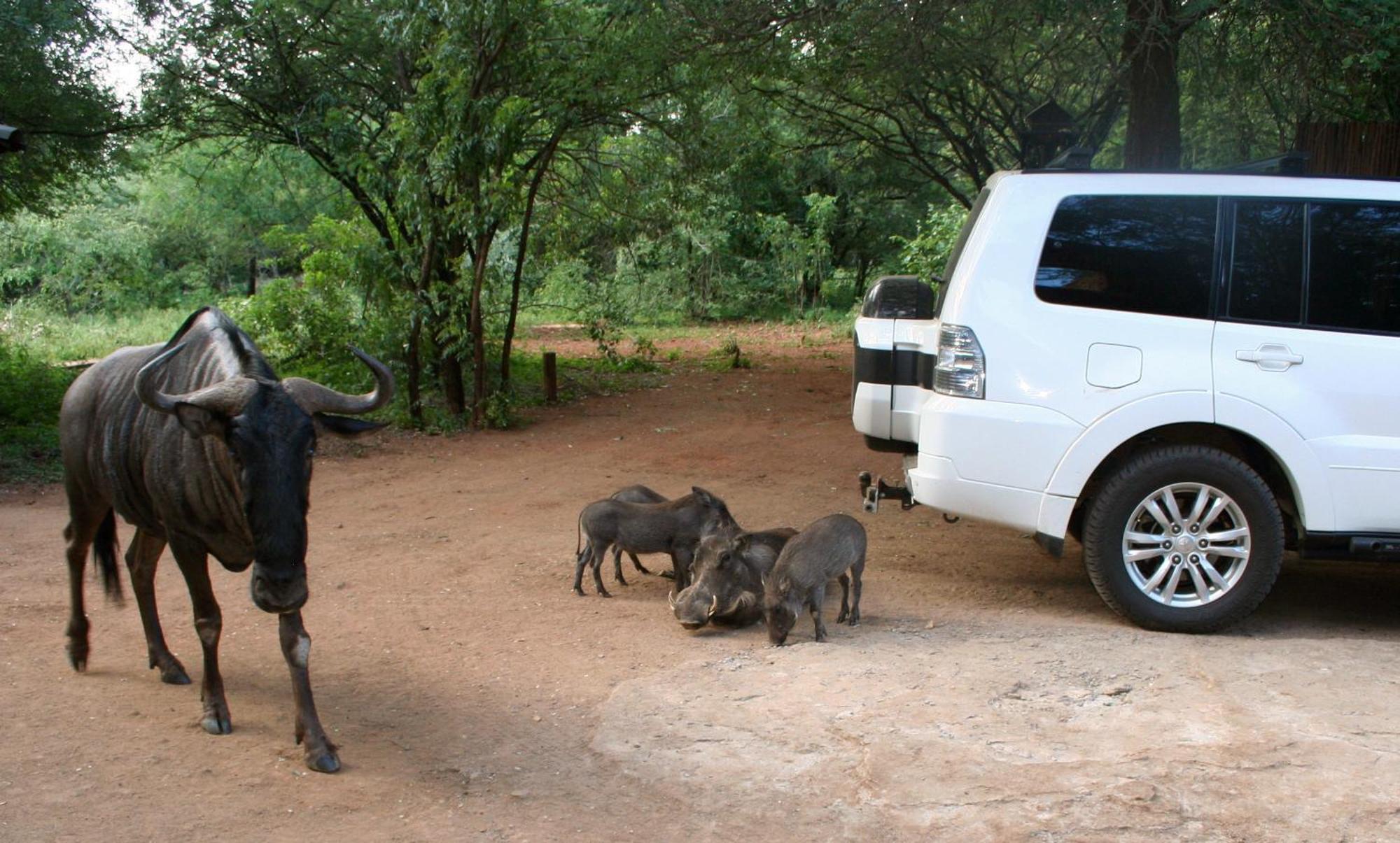 Kiburi Lodge @ Kruger, A Secluded Bushveld Getaway Marloth Park Extérieur photo