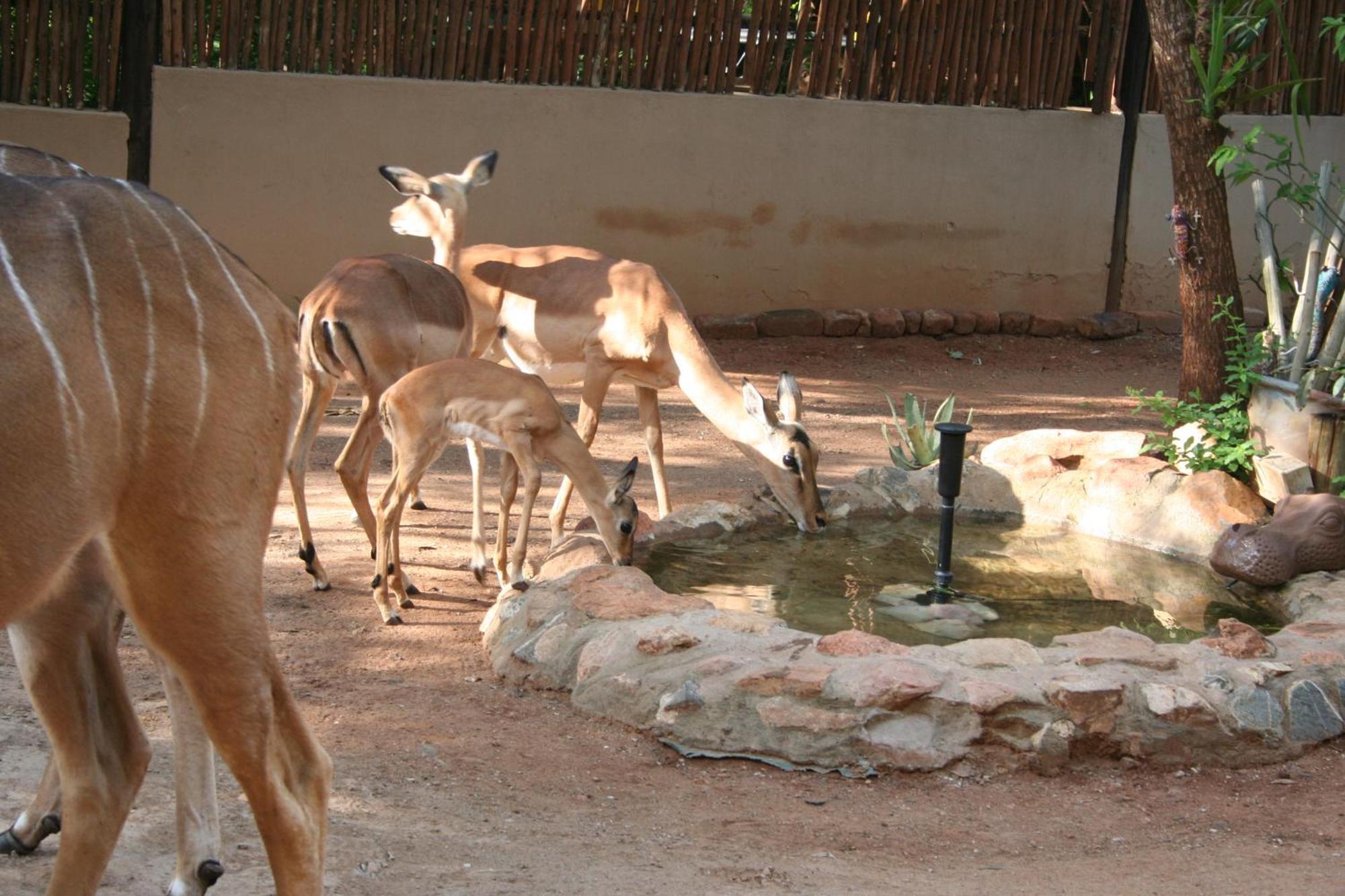 Kiburi Lodge @ Kruger, A Secluded Bushveld Getaway Marloth Park Extérieur photo