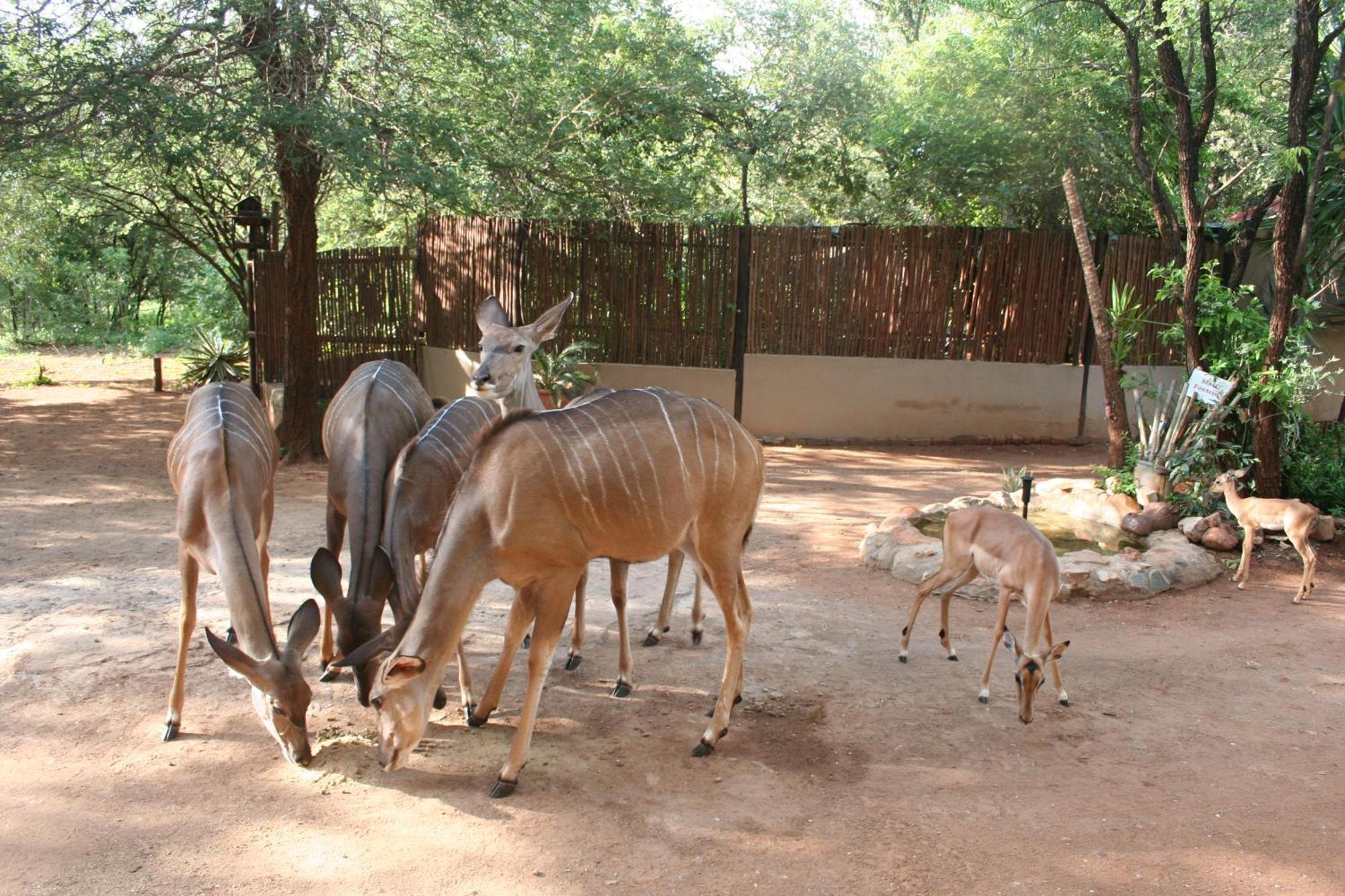 Kiburi Lodge @ Kruger, A Secluded Bushveld Getaway Marloth Park Extérieur photo