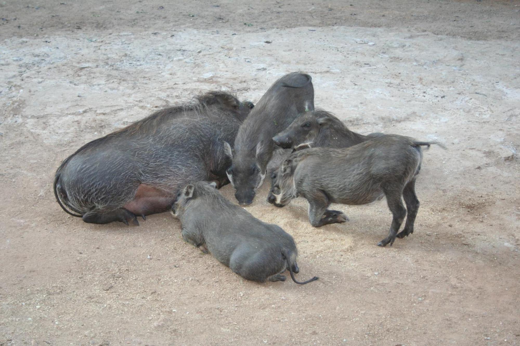 Kiburi Lodge @ Kruger, A Secluded Bushveld Getaway Marloth Park Extérieur photo