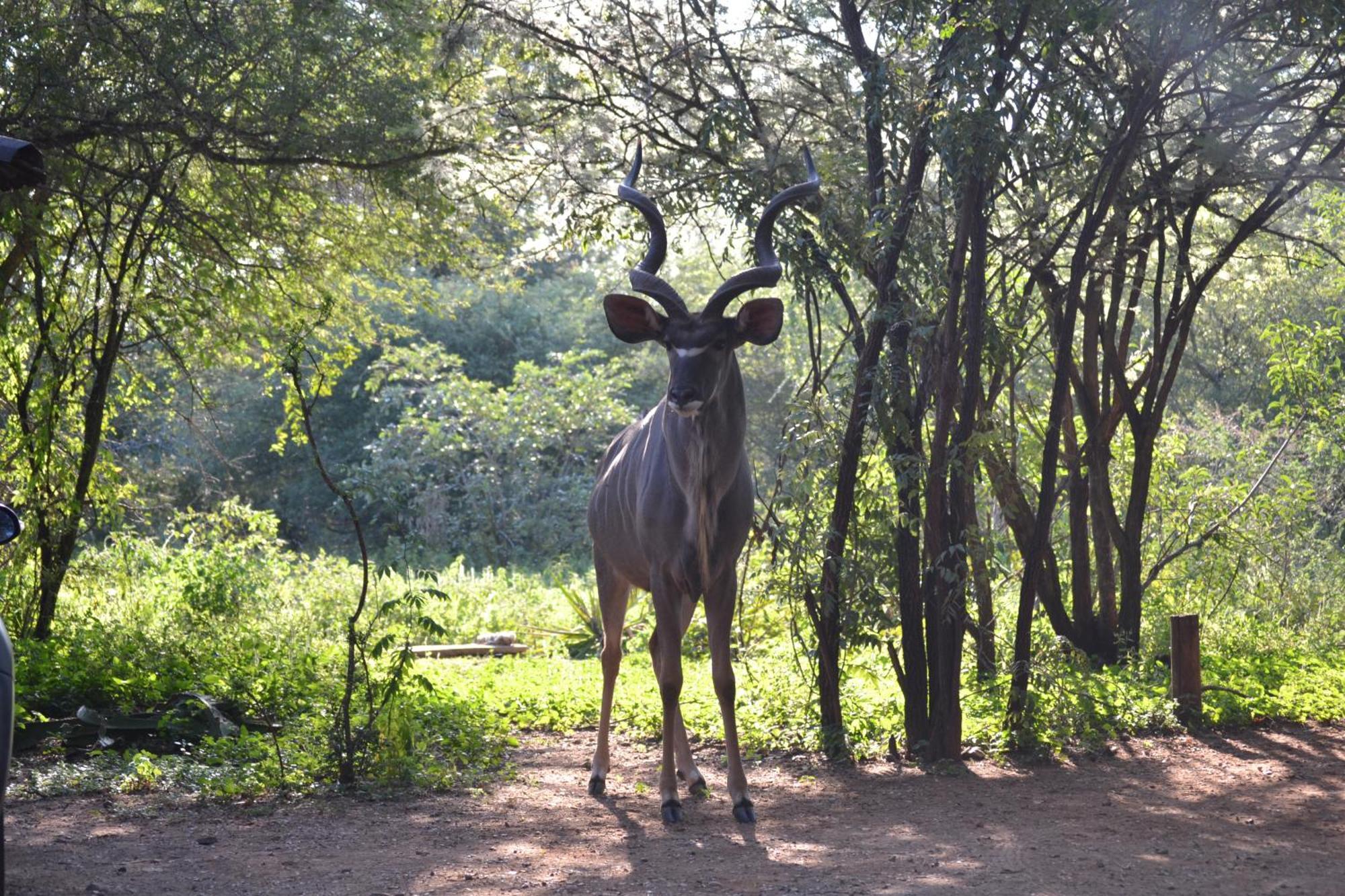 Kiburi Lodge @ Kruger, A Secluded Bushveld Getaway Marloth Park Extérieur photo