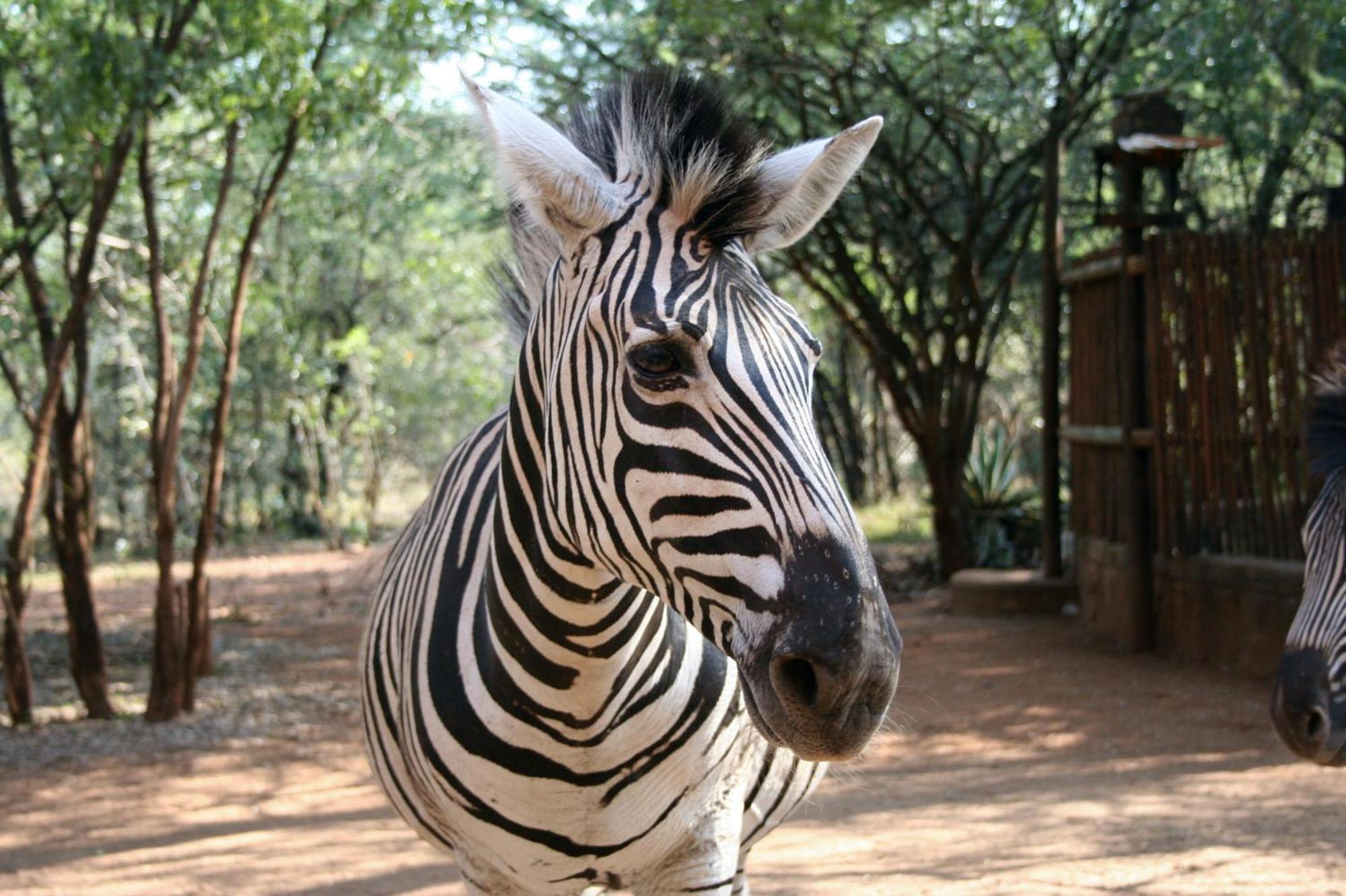 Kiburi Lodge @ Kruger, A Secluded Bushveld Getaway Marloth Park Extérieur photo