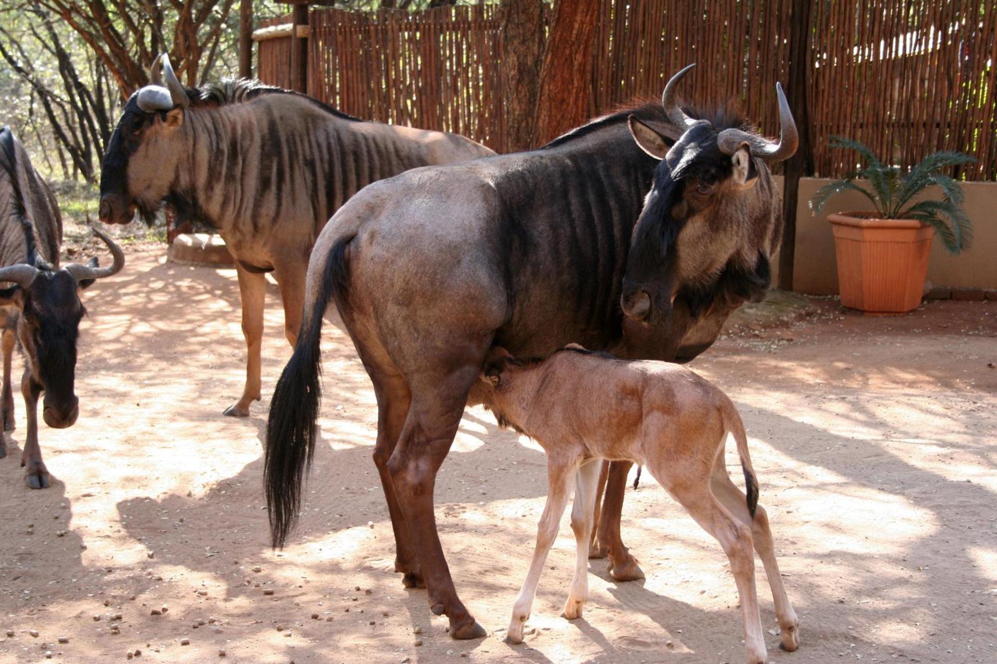 Kiburi Lodge @ Kruger, A Secluded Bushveld Getaway Marloth Park Extérieur photo