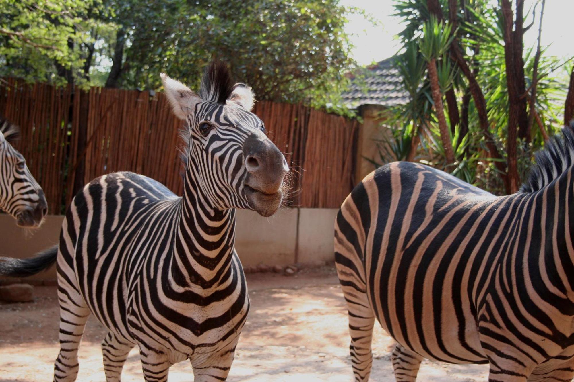 Kiburi Lodge @ Kruger, A Secluded Bushveld Getaway Marloth Park Extérieur photo