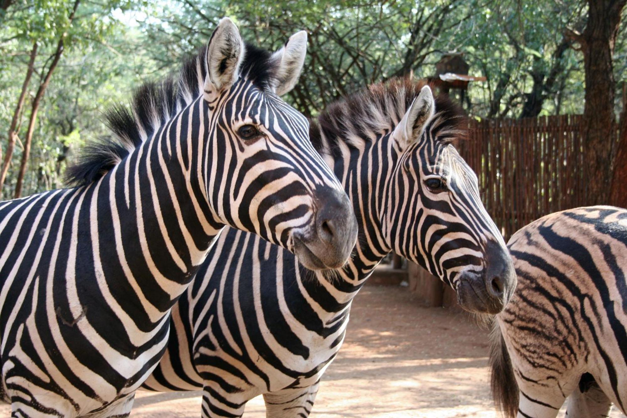 Kiburi Lodge @ Kruger, A Secluded Bushveld Getaway Marloth Park Extérieur photo